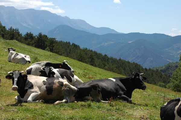 Vaca - La Cerdanya - Lleida - Catalunya 1.jpg